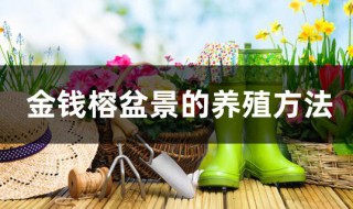 金钱榕盆景的养殖方法 金钱榕盆景如何浇水