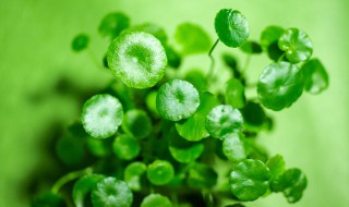 铜钱草水培黄叶怎么办 水培铜钱草黄叶恢复方法分享