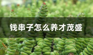 钱串子怎么养才茂盛 钱串子用什么土种最好