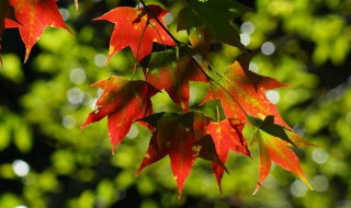 枫树品种 枫树品种介绍