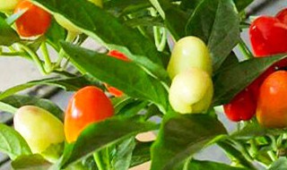 五彩辣椒家庭盆栽方法 五彩辣椒家庭盆栽如何种植