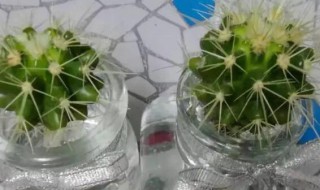 仙人球拦腰切还能活吗 仙人球拦腰切还能不能活