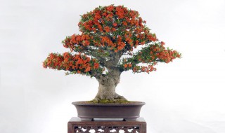 火棘盆景的养殖方法和注意事项 火棘盆景的养殖方法和注意事项介绍