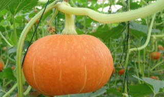 日本南瓜的种植方法和时间 日本南瓜的种植方法和时间介绍