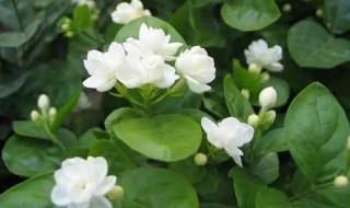 茉莉花不长叶子怎么回事 为什么茉莉花不长叶子