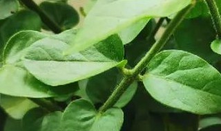 茉莉花干叶是怎么回事 为什么茉莉花会干叶