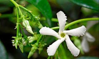 茉莉花香不香 茉莉花怎样才能更香