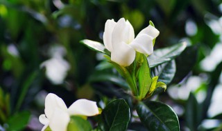 栀子花用土还是沙子 栀子花应该怎么种