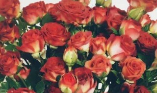 泡泡玫瑰用瓶能养多久 泡泡玫瑰用瓶能养多长时间