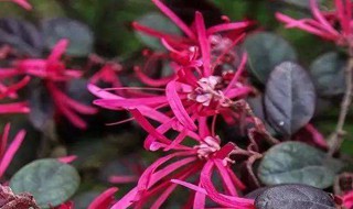 红花继木枯萎的原因是啥 红花继木为什么会枯萎