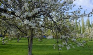 树下埋盐多久树能死 树下埋盐多长时间树能死