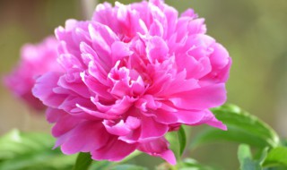 芍药花瓣怎样晒干 芍药花瓣晒干方法