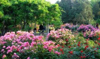 五月移栽月季能活吗 五月移栽月季能不能活