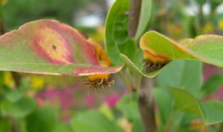 海棠锈病 海棠锈病是什么