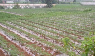 红薯地膜覆盖种植方法 红薯地膜覆盖如何种植