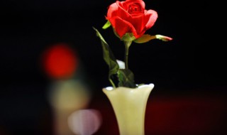 玫瑰长太高了怎么修剪 长高的玫瑰修剪窍门