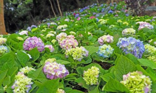 绣球扦插生根最快方法 绣球什么时间扦插最为合适