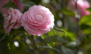 深水醒花什么意思 深水醒花如何理解呢