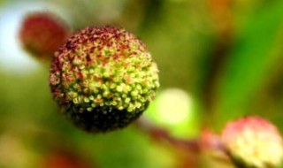 水杨梅水培方法 水杨梅水培如何做