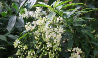 垂丝茉莉的养殖方法和注意事项 垂丝茉莉养护方法分享