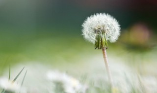 为什么家里不种蒲公英 家里不种蒲公英的原因