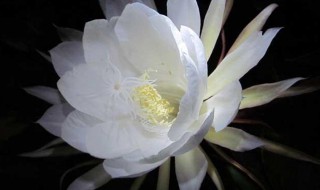 昙花抽杆子是剪掉还是留着 昙花抽杆子保存好还是剪掉呢