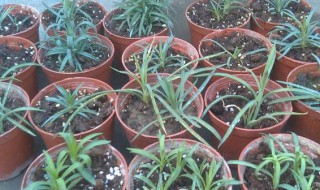 康乃馨的水培扦插步骤 康乃馨的水培扦插步骤是怎样的