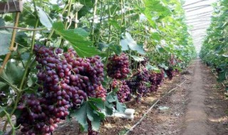 葡萄树的管理和修剪技术 葡萄树的管理和修剪技术是怎样的