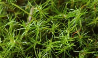 苔藓植物有没有根茎叶的分化 如何判断苔藓植物有没有根茎叶的分化