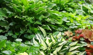 矾根必入的品种 矾根必入的品种有哪些