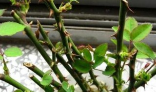 早春月季如何扦插 早春月季的扦插方法