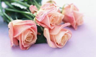 玫瑰叶子突然干焦 玫瑰叶子突然干焦如何解决