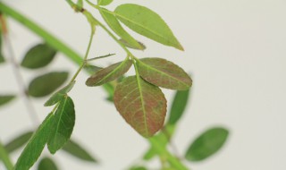 红木香养殖方法和注意事项 红木香养殖方法和注意事项介绍