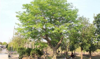 朴树是名贵树种吗 朴树属不属于名贵树种