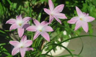 风雨兰发芽后多久开花 风雨兰发芽后开花时间