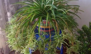 吊兰怎么养爆盆 吊兰如何养护能爆盆