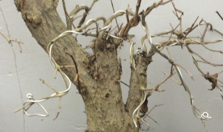 如何判断石榴桩死了没有 石榴桩怎么辨别死没死