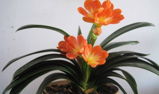 君子兰换土后第一次浇水注意 君子兰换土后浇水应该注意什么