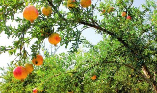 石榴树干枯了还能活吗 石榴树干枯了补救方法介绍