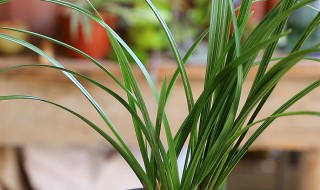 兰花翻盆后多久浇水 兰花翻盆后浇水最佳时间