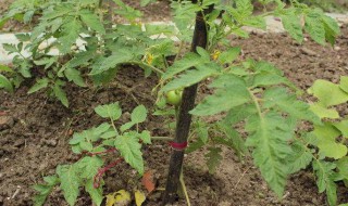 西红柿打顶方法 怎么给西红柿打顶呢