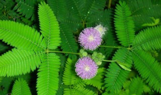 含羞草害羞原因 含羞草闭叶后多长时间恢复