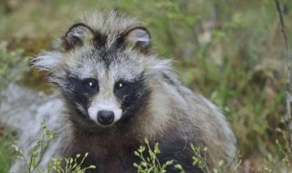 三有保护动物是什么意思 三有保护动物介绍