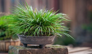 菖蒲是什么植物 菖蒲介绍