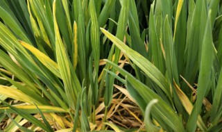 小麦拔节期如何管理 小麦拔节期管理方法