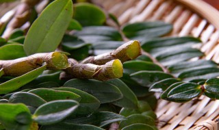 干铁皮石斛花怎么存放 干铁皮石斛花保存方法分享