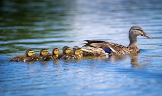 鸭血能吃吗 鸭血能不能直接吃