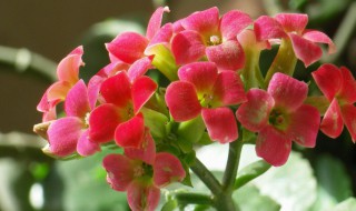 夏季如何养长寿花? 长寿花夏天该如何护养