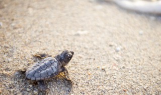 养龟注意事项 养龟注意事项有哪些