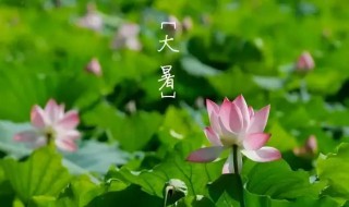 掰一掰大暑节气的民俗和养生 掰一掰大暑节气的民俗和养生有什么